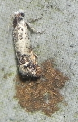 Eucosma ornatula