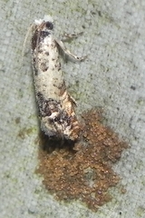 Eucosma ornatula