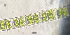 Hyalotheca