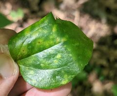 Puccinia smilacis