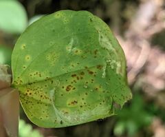 Puccinia smilacis