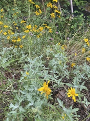 Eriophyllum lanatum integrifolium