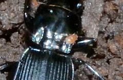 Parasitinae