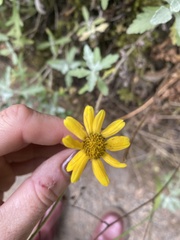 Eriophyllum lanatum integrifolium