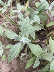 Eriophyllum lanatum integrifolium