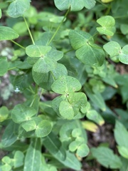 Euphorbia purpurea