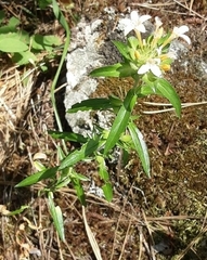 Collomia grandiflora