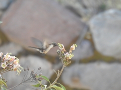 Oreonympha nobilis albolimbata