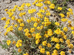 Eriophyllum lanatum integrifolium