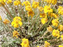 Eriophyllum lanatum integrifolium