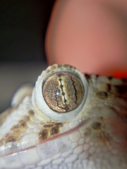 Tenuidactylus caspius caspius