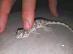 Tenuidactylus caspius caspius