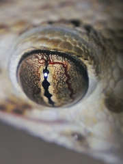 Tenuidactylus caspius caspius