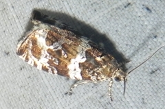 Olethreutes valdanum