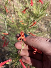 Penstemon rostriflorus