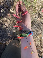 Penstemon rostriflorus