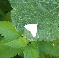 Udea lutealis