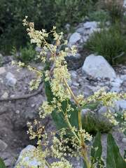 Koenigia phytolaccifolia