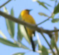 Icterus nigrogularis