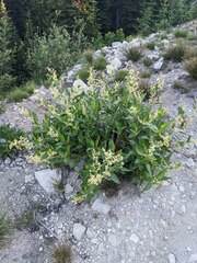 Koenigia phytolaccifolia