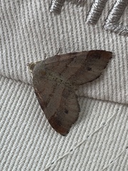 Mellilla xanthometata