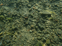 Ptychocheilus grandis