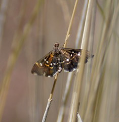 Diathrausta reconditalis