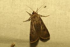 Agrotis segetum