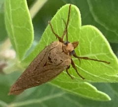 Virbia aurantiaca