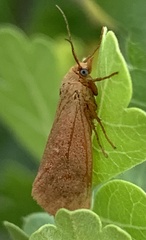 Virbia aurantiaca