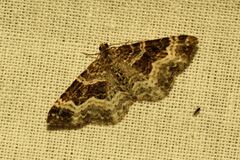 Epirrhoe alternata