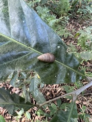 Bahiensis punctatissimus