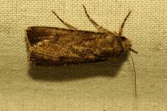Agrotis segetum