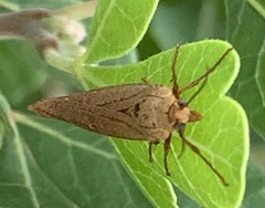 Virbia aurantiaca
