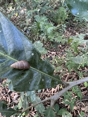 Bahiensis punctatissimus