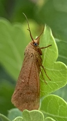 Virbia aurantiaca