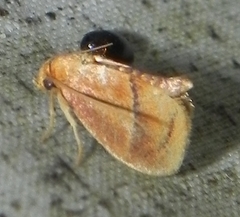 Lithacodes fiskeanus