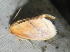 Lithacodes fiskeanus