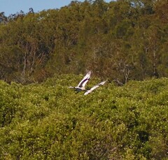 Ephippiorhynchus asiaticus australis