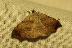 Laspeyria flexula