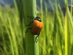 Chalcas obesa