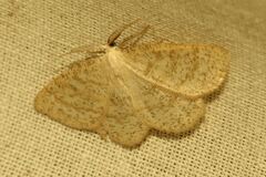 Cabera exanthemata