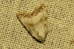 Nola cristatula