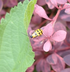 Diabrotica undecimpunctata