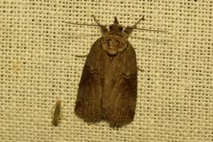Nycteola asiatica