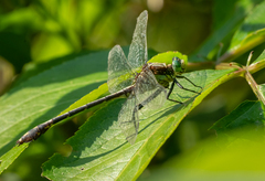 Dromogomphus