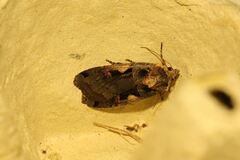 Xestia c-nigrum