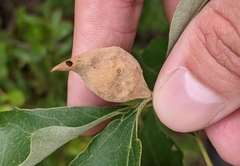 Amphibolips quercusilicifoliae