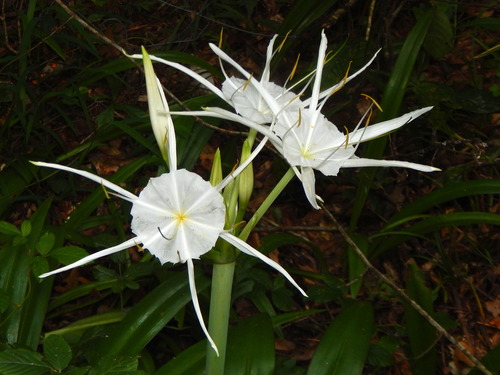 Dixie spiderlily (Hymenocallis duvalensis)