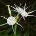 Hymenocallis duvalensis - Photo (c) G. L. Dearman,  זכויות יוצרים חלקיות (CC BY-NC), הועלה על ידי G. L. Dearman